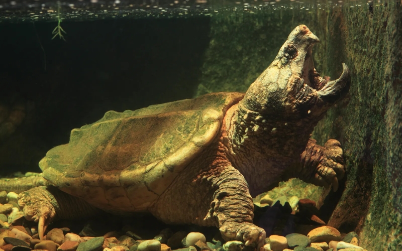 Rùa cá sấu Ali (Alligator Snapping Turtle)