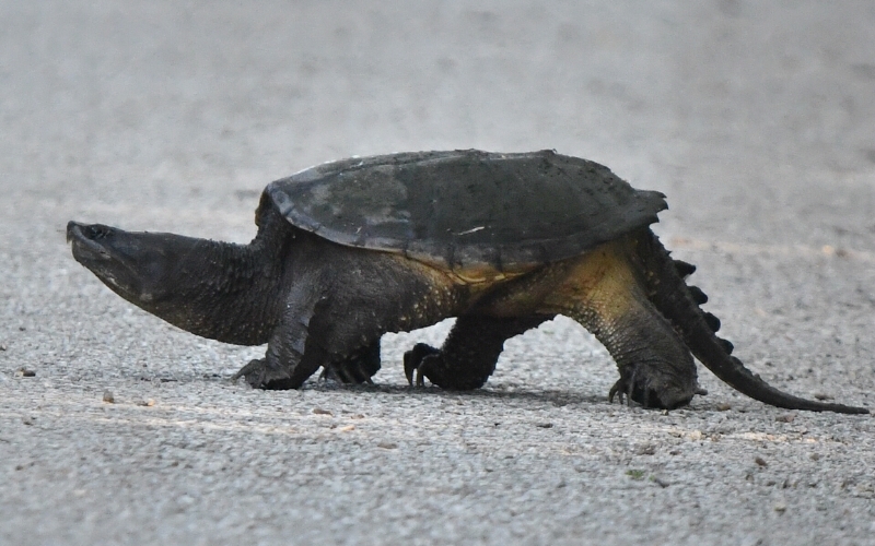 Rùa cá sấu Common (Common Snapping Turtle)