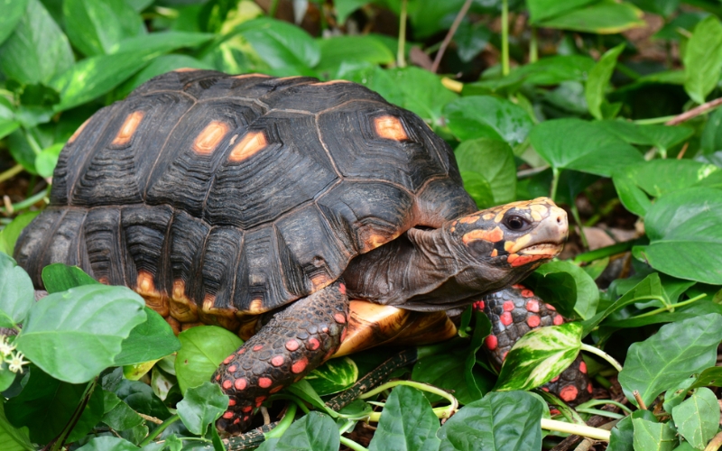 Rùa chân đỏ (Red Foot Tortoise)