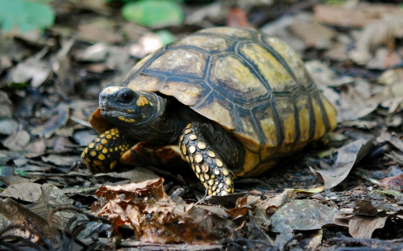 Rùa chân vàng (Yellow Foot Tortoise)