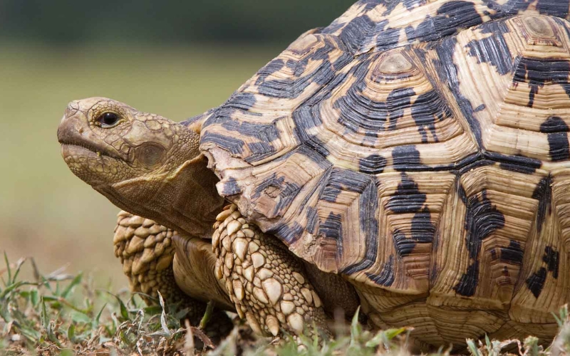Rùa da báo (Leopard Tortoise)