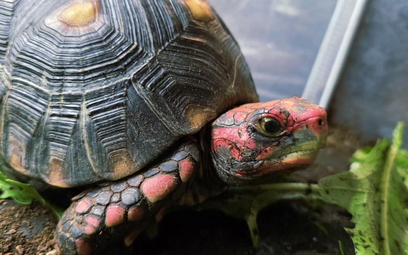 Rùa đầu đỏ (Cherry Head Tortoise)