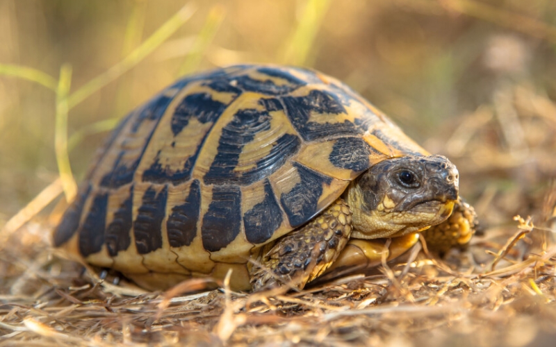 Rùa Hy Lạp (Hermann Tortoise)