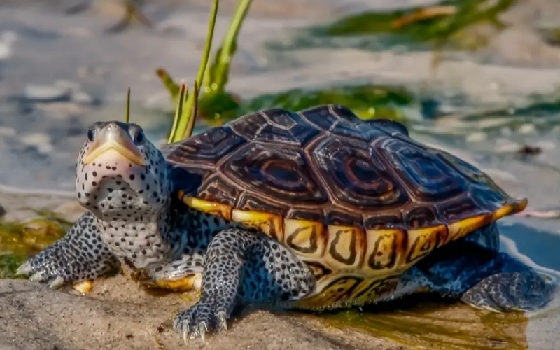 Rùa kim cương (Diamond Back Terrapin Turtle)