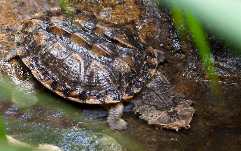 Rùa lá Matamata (Matamata Turtle)