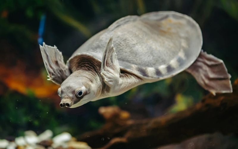 Rùa mũi lợn (Pig Nose Turtle)
