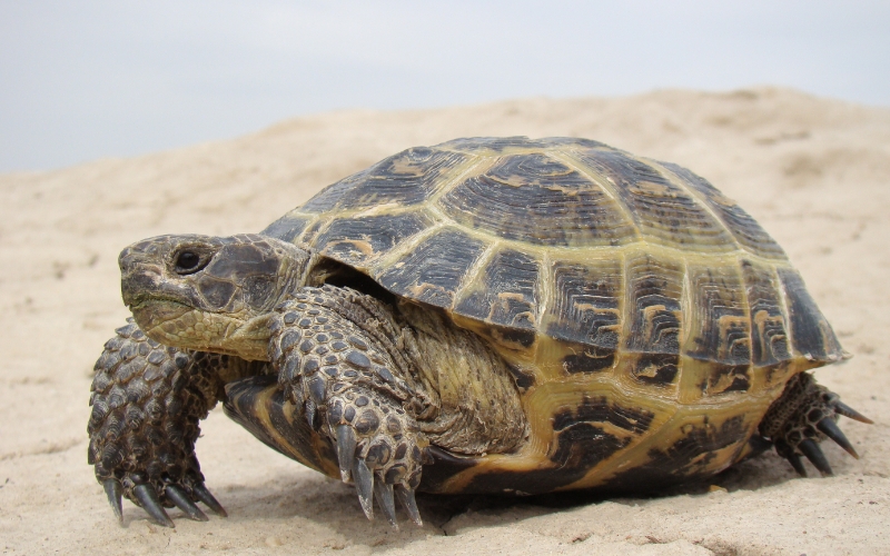 Rùa Nga (Russia Tortoise)