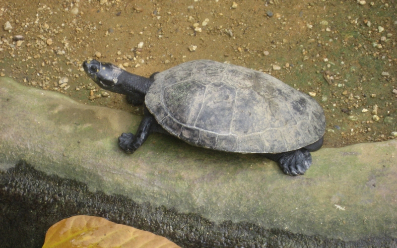 Rùa Ninja (Yellow Spotted River Turtle)