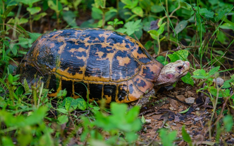 Rùa núi vàng (Elongated Tortoise)