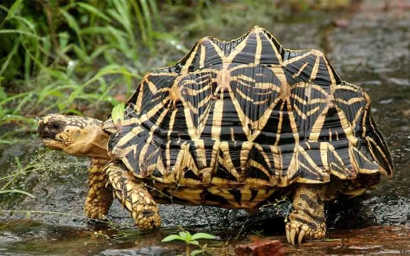 Rùa sao Ấn Độ (Indian Star Tortoise)