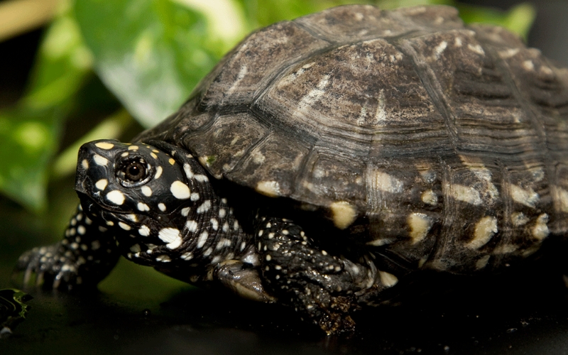 Rùa sao đêm Hamilton (Black Pond Turtle)