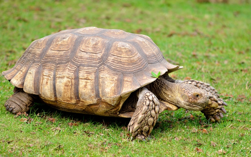 Rùa Sulcata (Sulcata Tortoise)