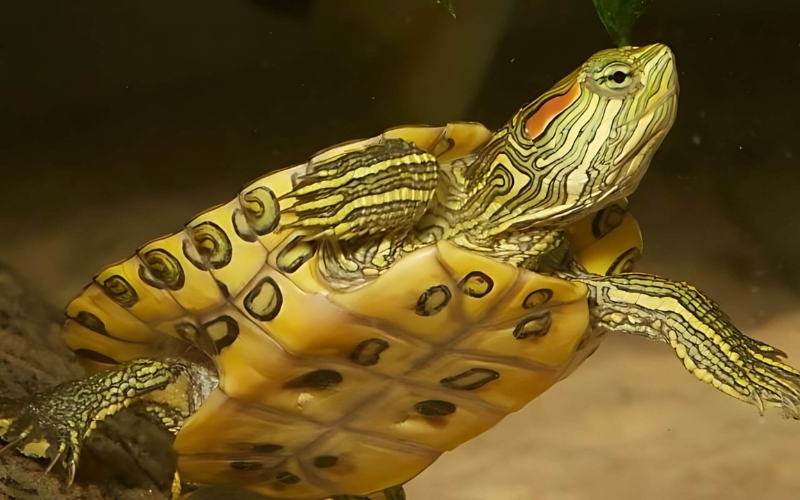 Rùa tai đỏ (Red Ear Slider Turtle)