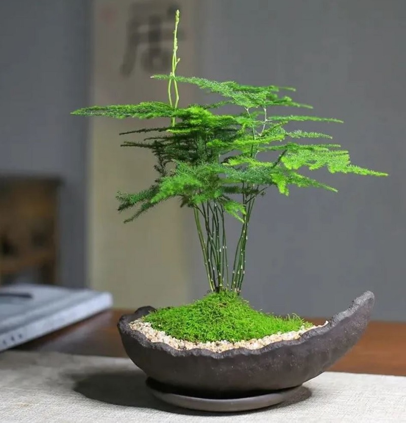 Ý nghĩa phong thủy của cây kim thủy tùng