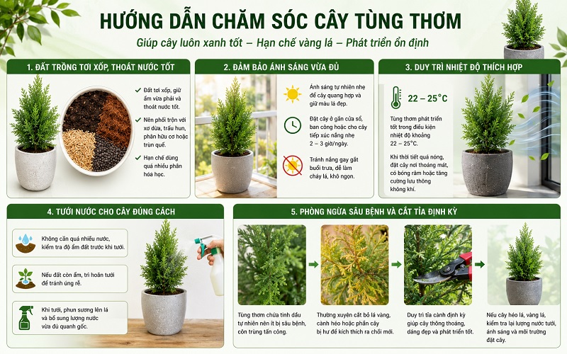 Cách chăm sóc cây tùng thơm