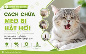 cách chữa mèo bị hắt hơi