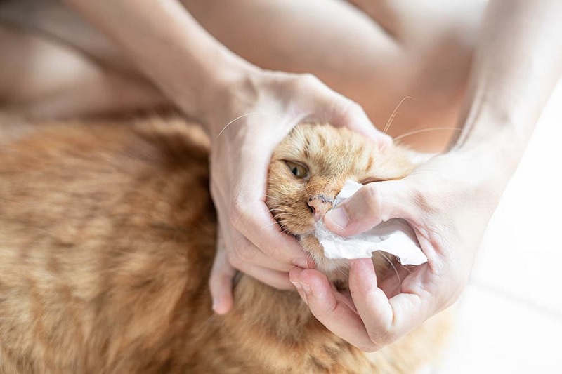 Cách chữa mèo bị hắt xì chảy nước mắt