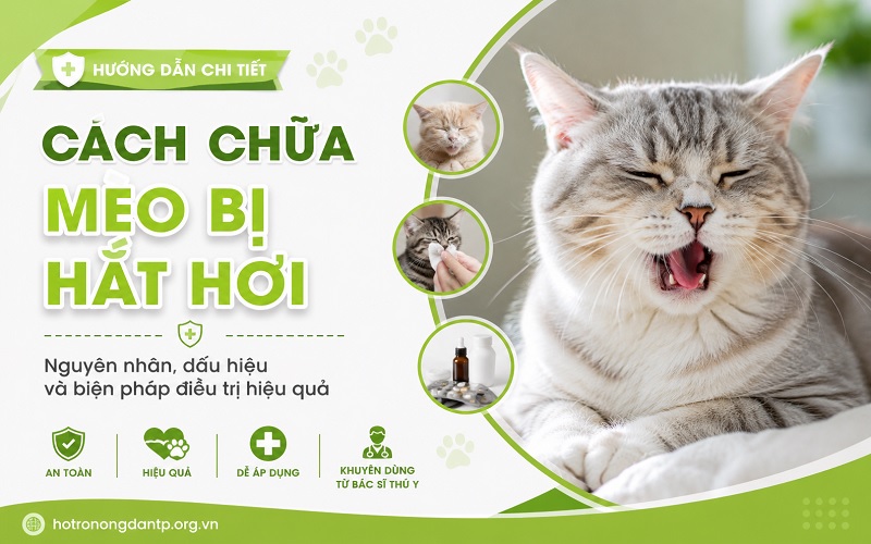 cách chữa mèo bị hắt hơi