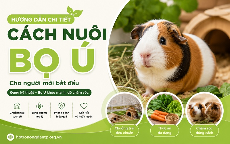 cách nuôi bọ ú