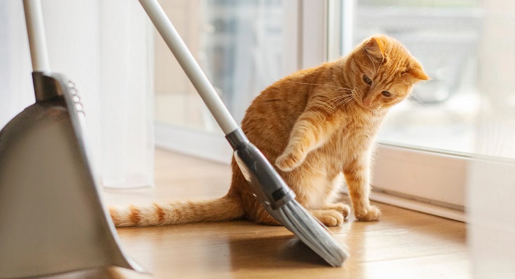 Cách phòng tránh mèo bị hắt xì hơi