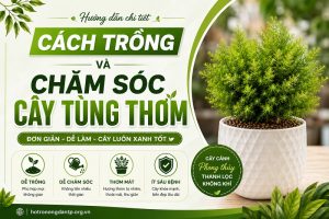 cách trồng và chăm sóc cây tùng thơm