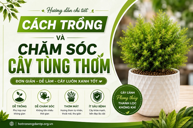 cách trồng và chăm sóc cây tùng thơm