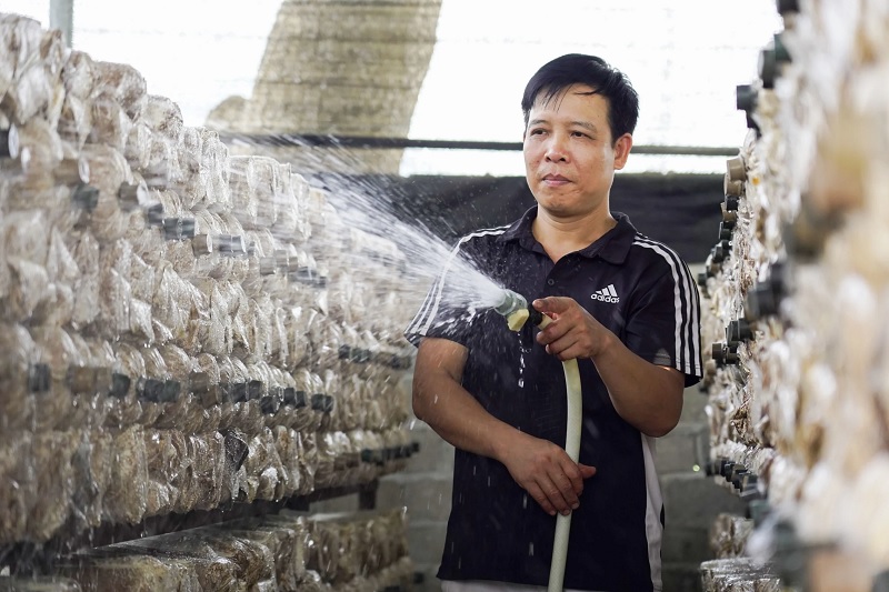Chăm sóc nấm thương phẩm