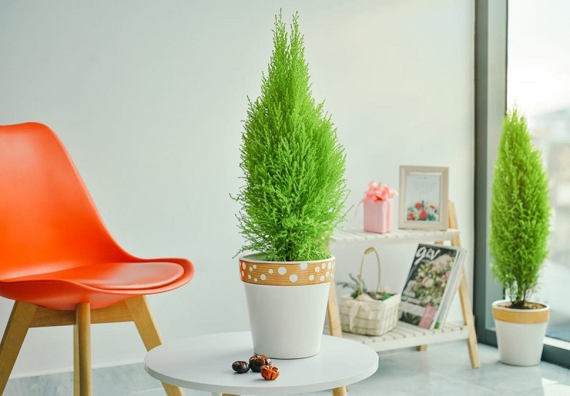 Công dụng của cây tùng thơm