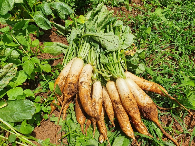 Củ cải
