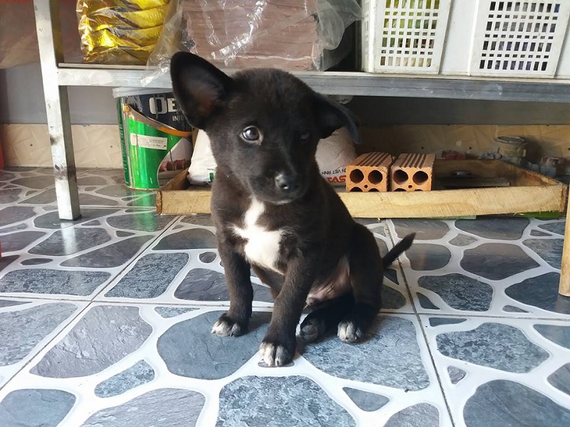 Hắc cẩu tứ bạch