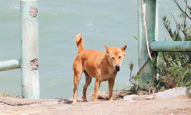 Hoàng cẩu