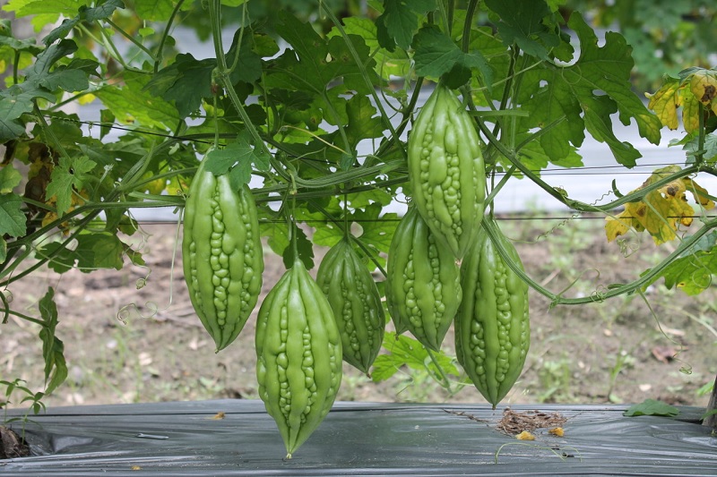 Mướp đắng