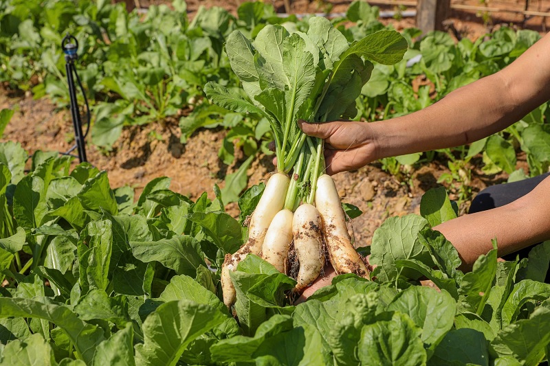 Kinh nghiệm trồng rau tháng 7 ở miền Bắc