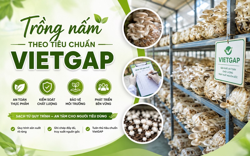 Quản lý mô hình trồng nấm VietGAP