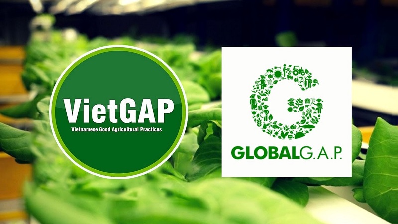 Mối liên hệ giữa VietGAP và GlobalGAP