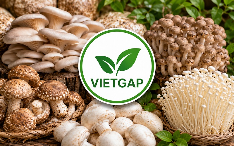 Kinh nghiệm trồng nấm theo tiêu chuẩn VietGAP