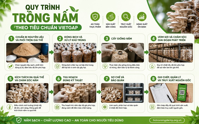 Quy trình trồng nấm theo tiêu chuẩn VietGAP