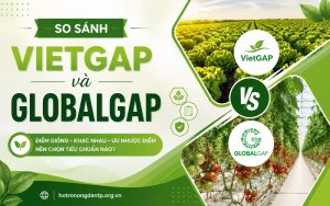 So sánh VietGAP và GlobalGAP