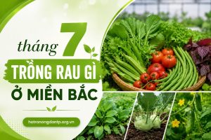 tháng 7 trồng rau gì ở miền Bắc