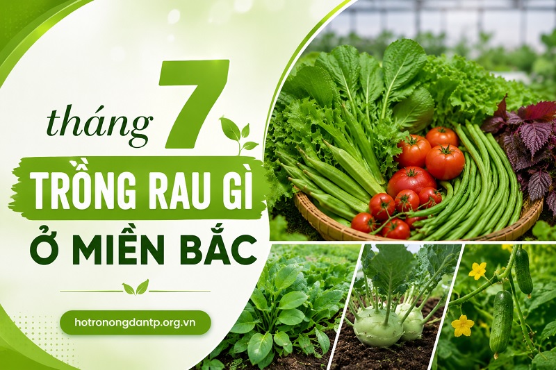 tháng 7 trồng rau gì ở miền Bắc