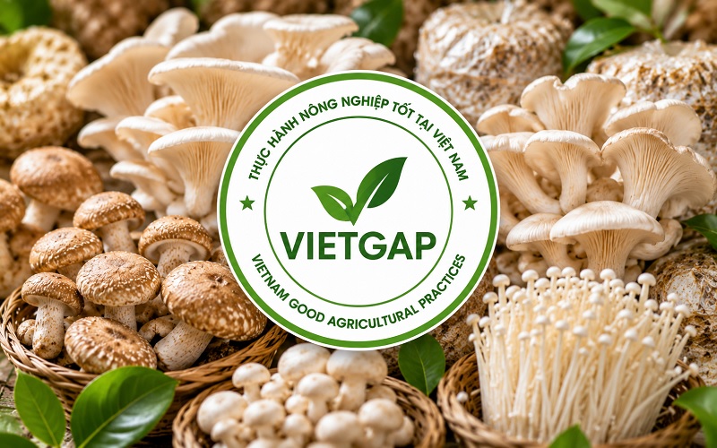 Tiêu chuẩn VietGAP trong sản xuất nấm