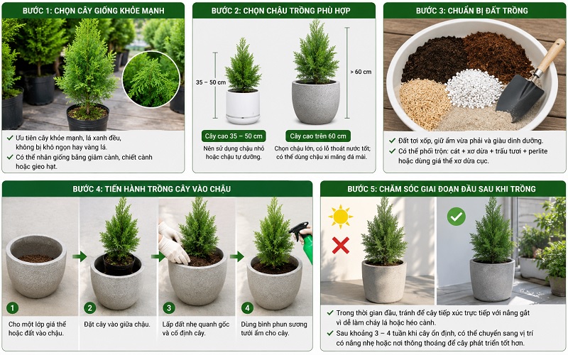 Cách trồng cây tùng thơm từ cây con