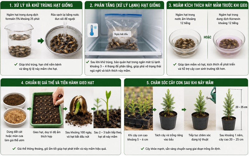 Cách trồng cây tùng thơm từ hạt giống