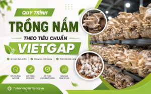 Trồng nấm theo tiêu chuẩn VietGAP