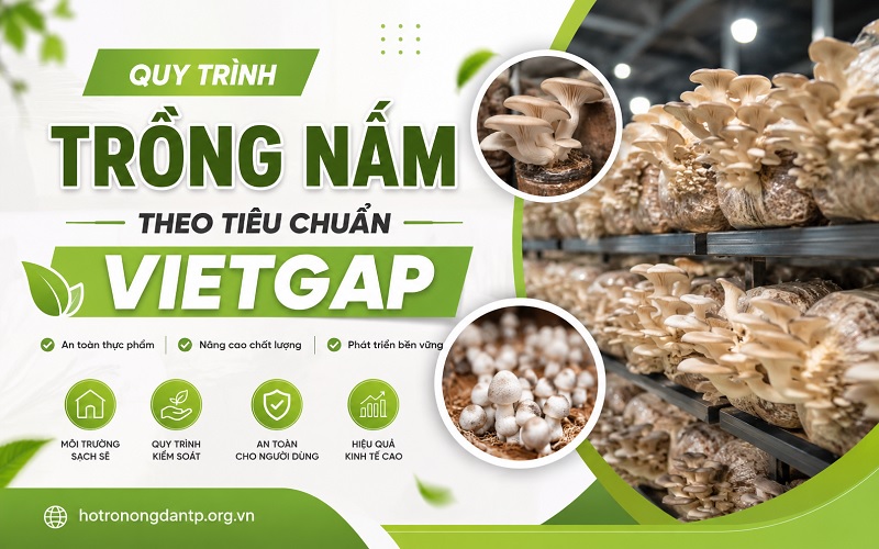 Trồng nấm theo tiêu chuẩn VietGAP