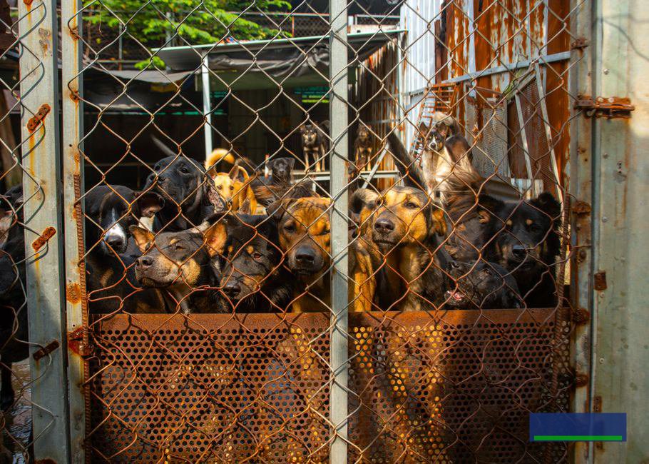 Cách AI hỗ trợ ghi chép thu chi cho nhà vườn